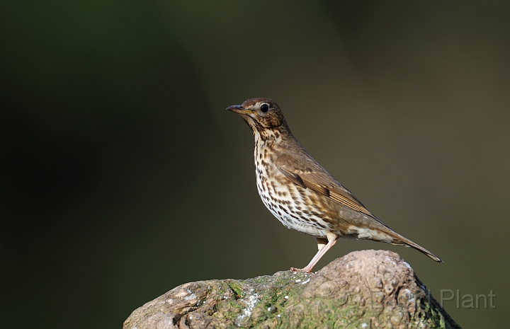 Song thrush - A.jpg - Song thrush - Forest of Dean